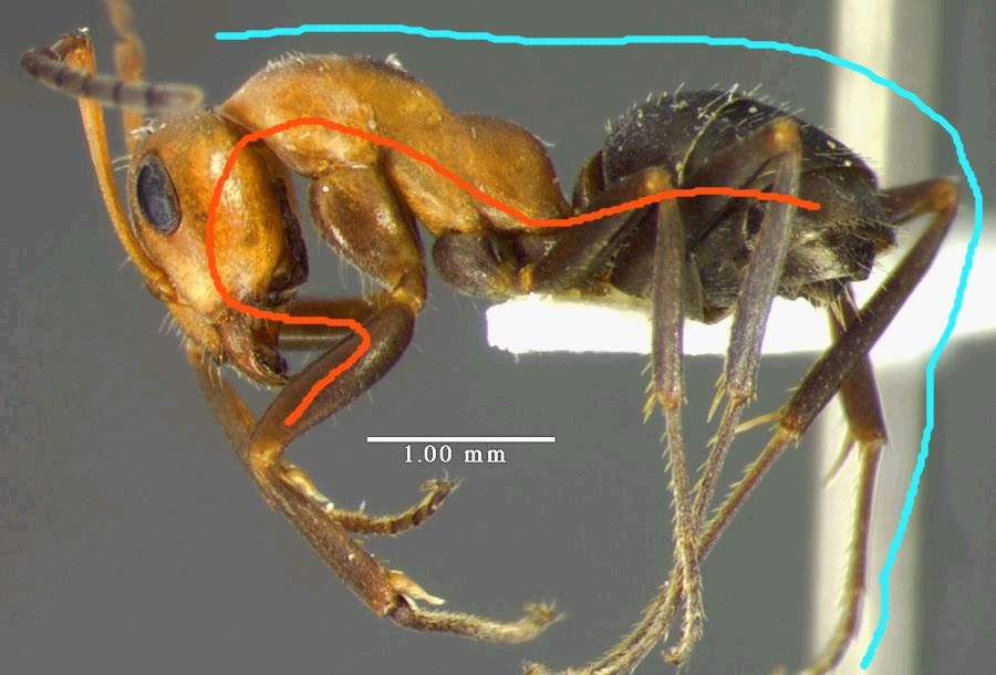 Color samples of ant body and background are acquired interactively